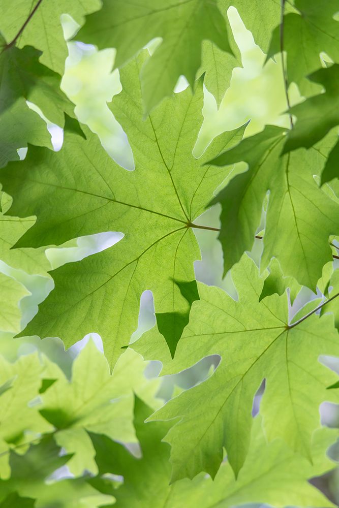 Summer Maple Leaves I art print by Kathy Mahan for $57.95 CAD