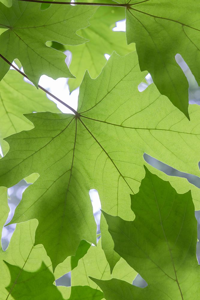 Summer Maple Leaves II art print by Kathy Mahan for $57.95 CAD