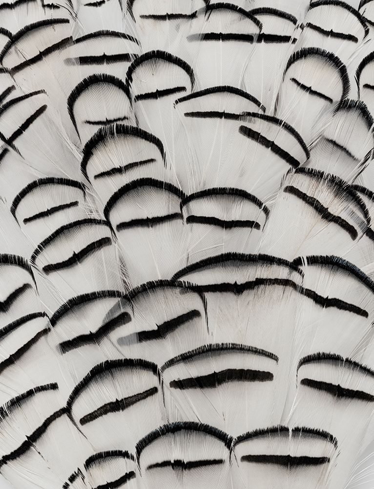 Pheasant Feathers I art print by Kathy Mahan for $57.95 CAD