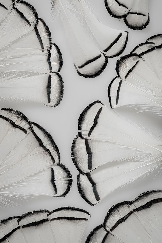 Pheasant Feathers II art print by Kathy Mahan for $57.95 CAD