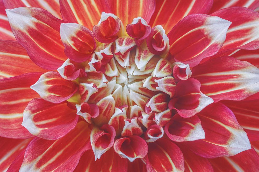 Dahlia I art print by Kathy Mahan for $57.95 CAD