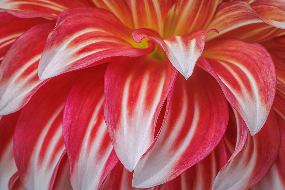 Dahlia II art print by Kathy Mahan for $57.95 CAD