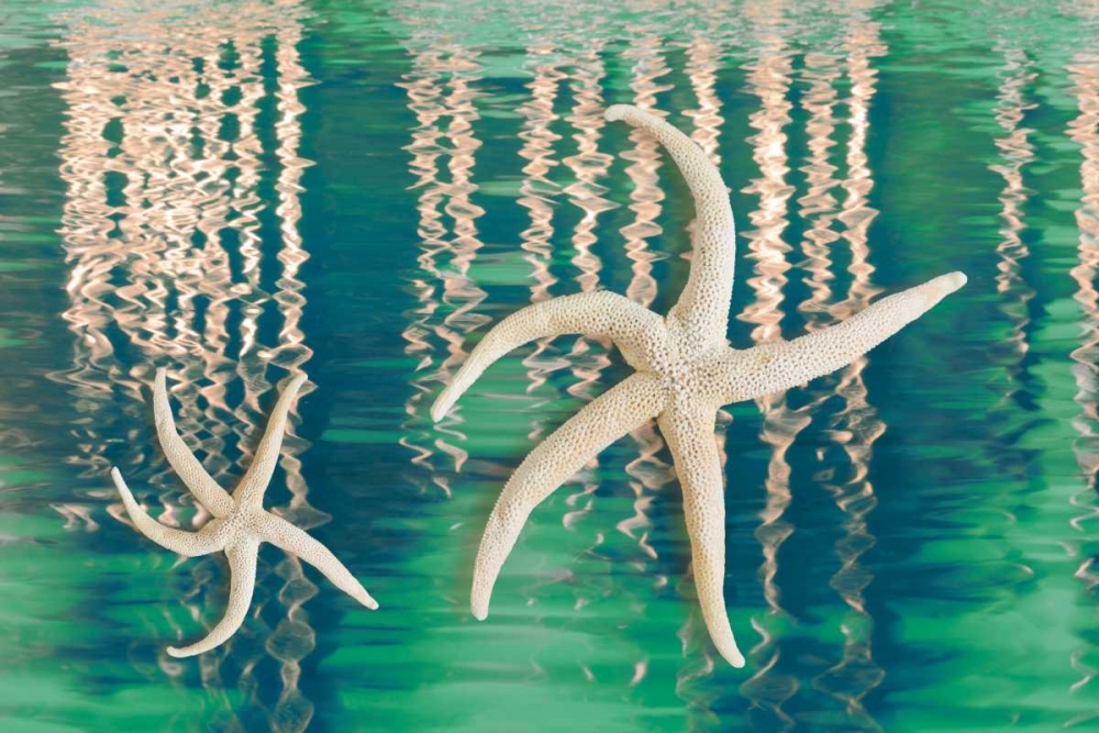 Starfish on Water I art print by Kathy Mahan for $57.95 CAD