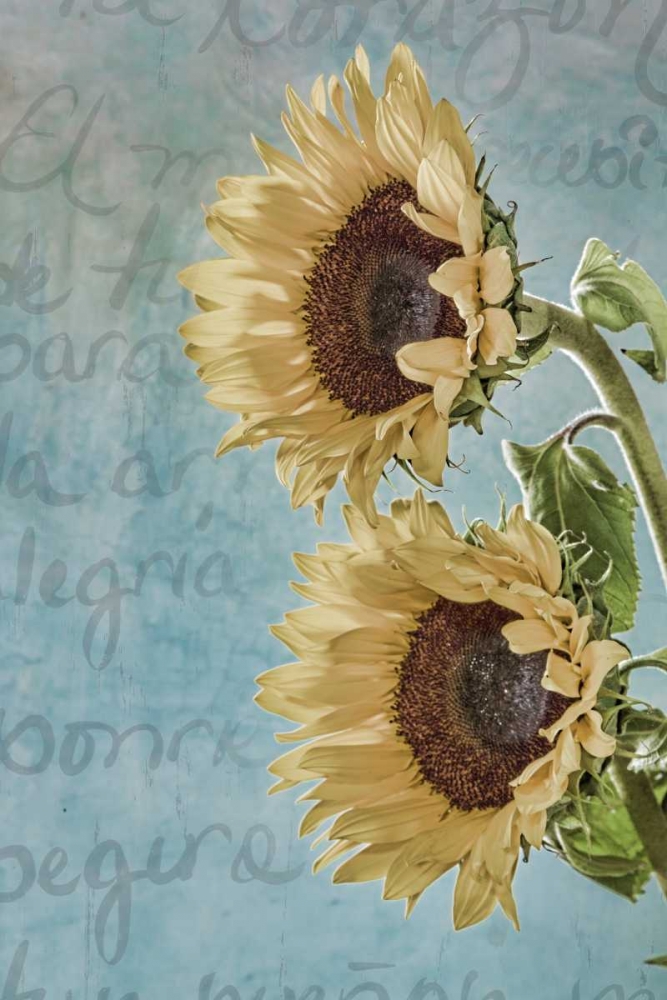 Sunflowers II art print by Kathy Mahan for $57.95 CAD