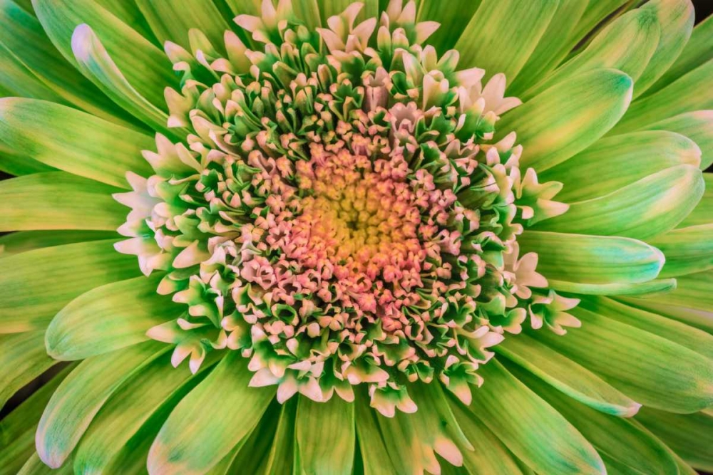 Green Flower art print by Kathy Mahan for $57.95 CAD