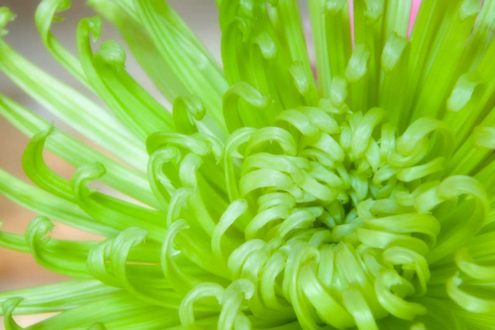 Green Chrysanthemum art print by Kathy Mahan for $57.95 CAD