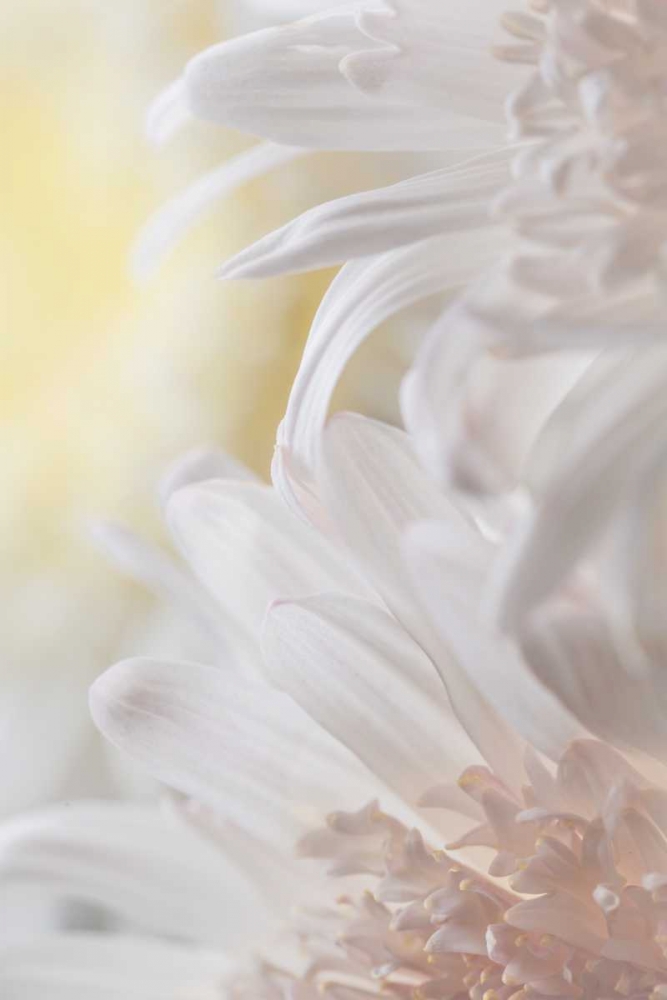 Chrysanthemum I art print by Kathy Mahan for $57.95 CAD