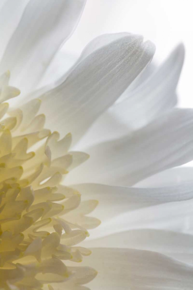 Chrysanthemum II art print by Kathy Mahan for $57.95 CAD