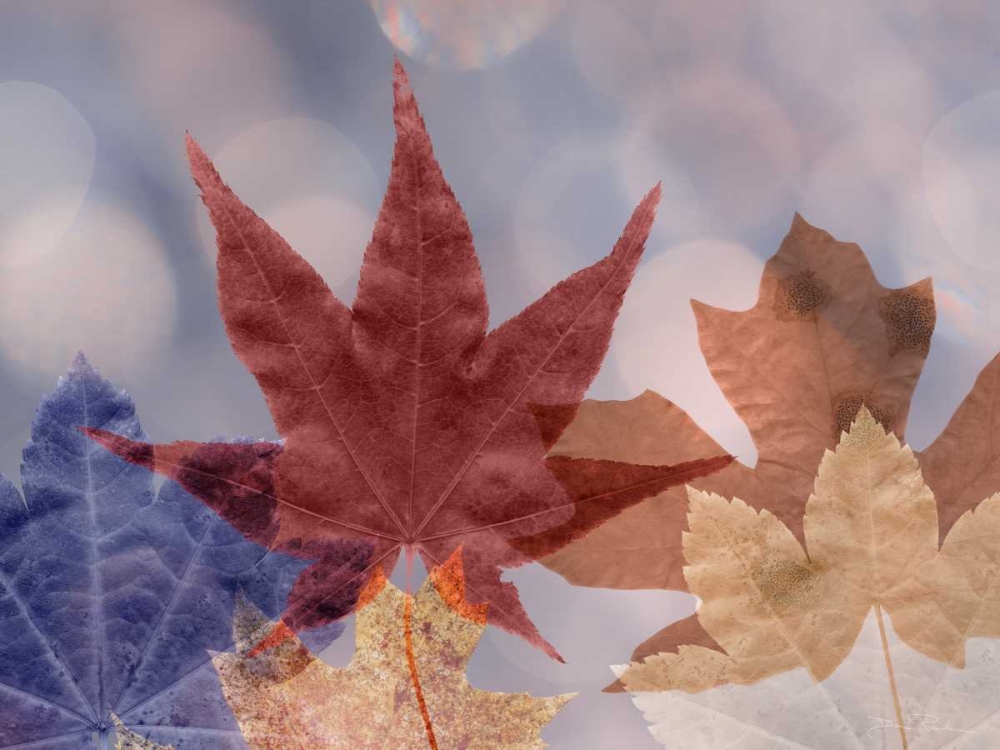Leaf Patterns II art print by Kathy Mahan for $57.95 CAD