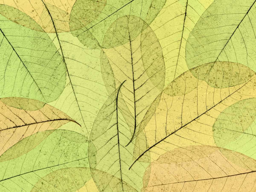 Leaf Collage I art print by Kathy Mahan for $57.95 CAD