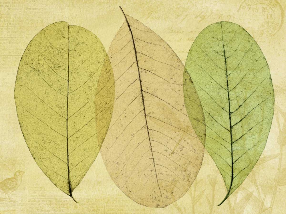 Leaf Collage II art print by Kathy Mahan for $57.95 CAD