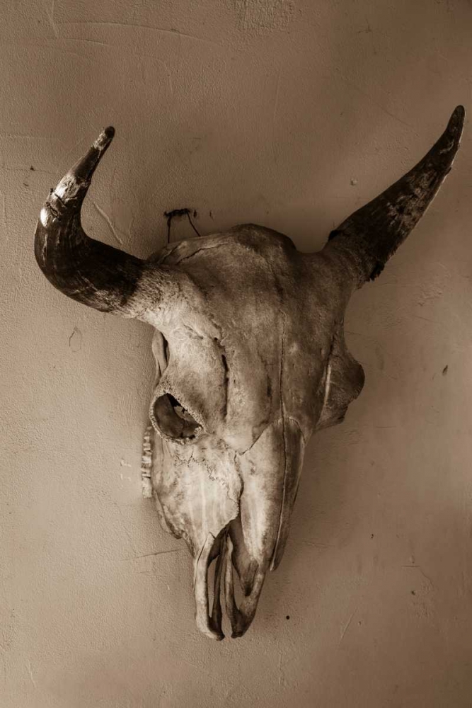 Steer Skull art print by Kathy Mahan for $57.95 CAD