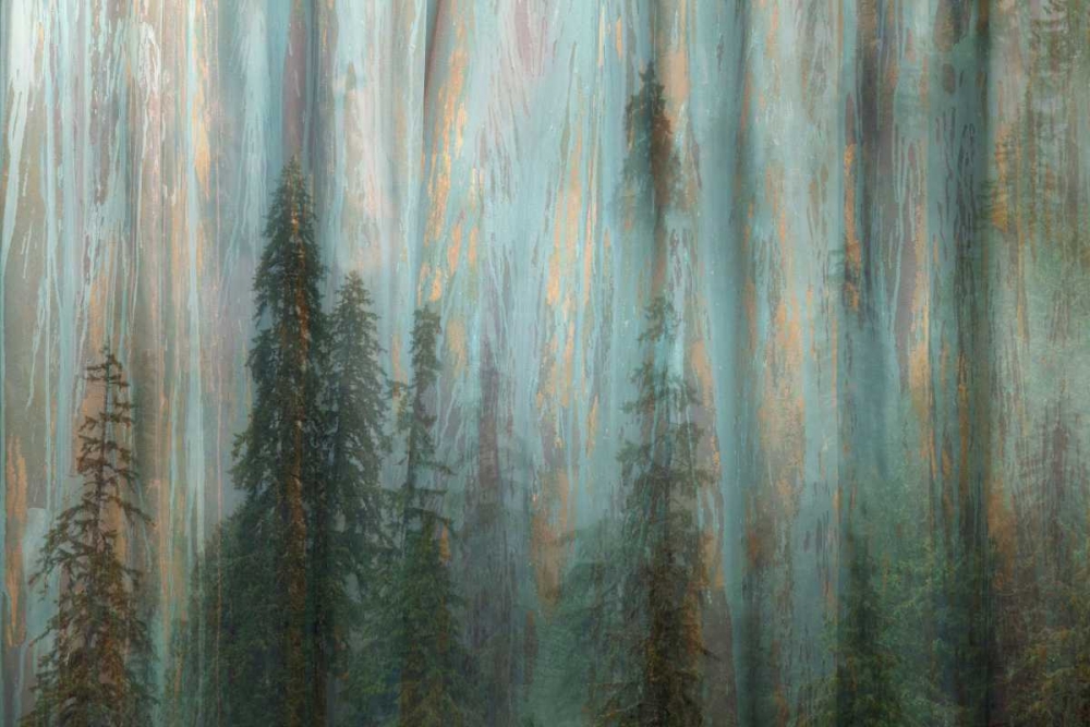 Forest II art print by Kathy Mahan for $57.95 CAD