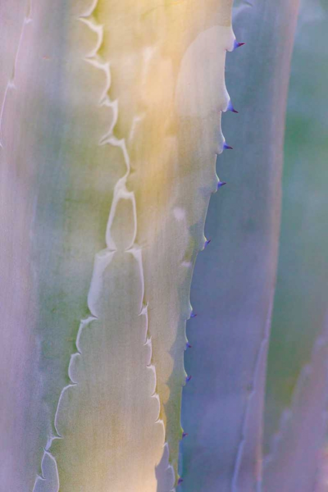 Agave III art print by Kathy Mahan for $57.95 CAD