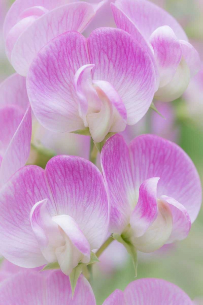 Sweet Pea Blossoms I art print by Kathy Mahan for $57.95 CAD