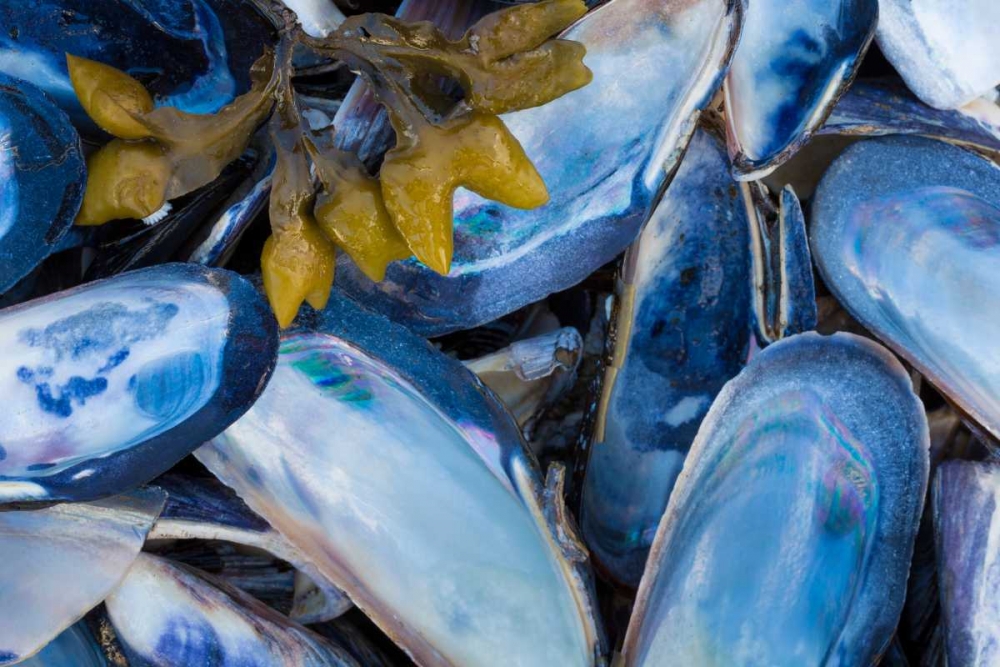 Mussels II art print by Kathy Mahan for $57.95 CAD