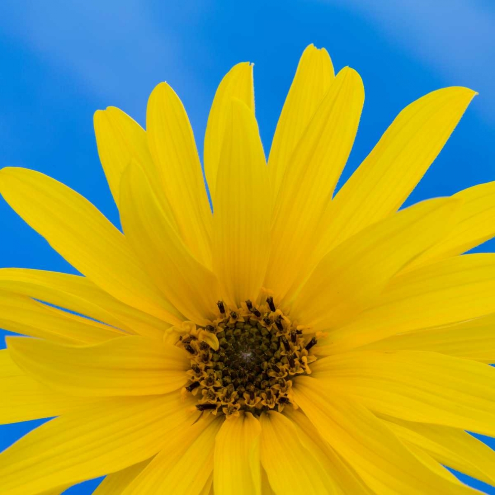 Sunflower on Blue I art print by Kathy Mahan for $57.95 CAD