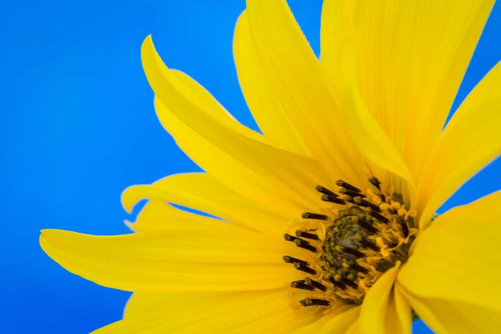 Sunflower on Blue III art print by Kathy Mahan for $57.95 CAD