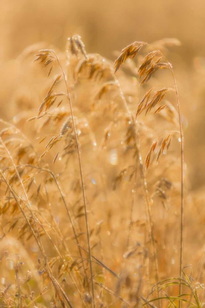 Autumn Grasses II art print by Kathy Mahan for $57.95 CAD