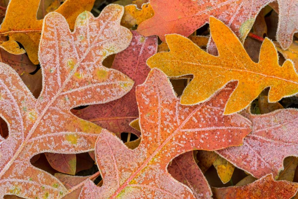 Frosty Leaves I art print by Kathy Mahan for $57.95 CAD