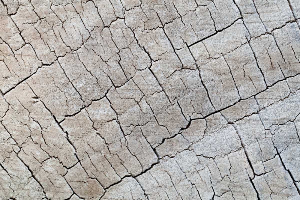 Weathered Wood I art print by Kathy Mahan for $57.95 CAD