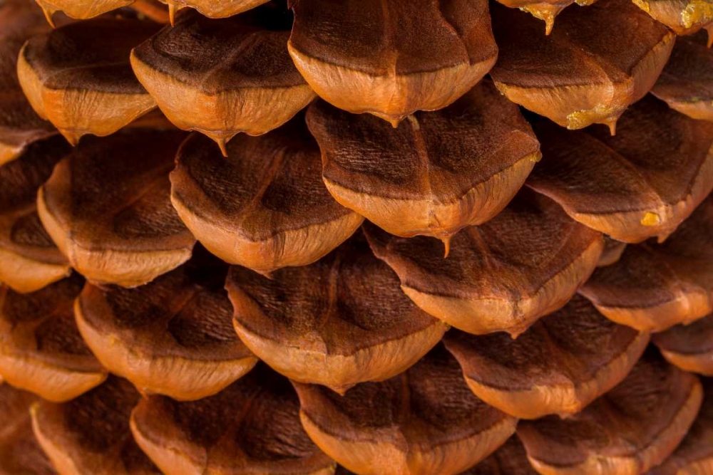Pine Cone I art print by Kathy Mahan for $57.95 CAD