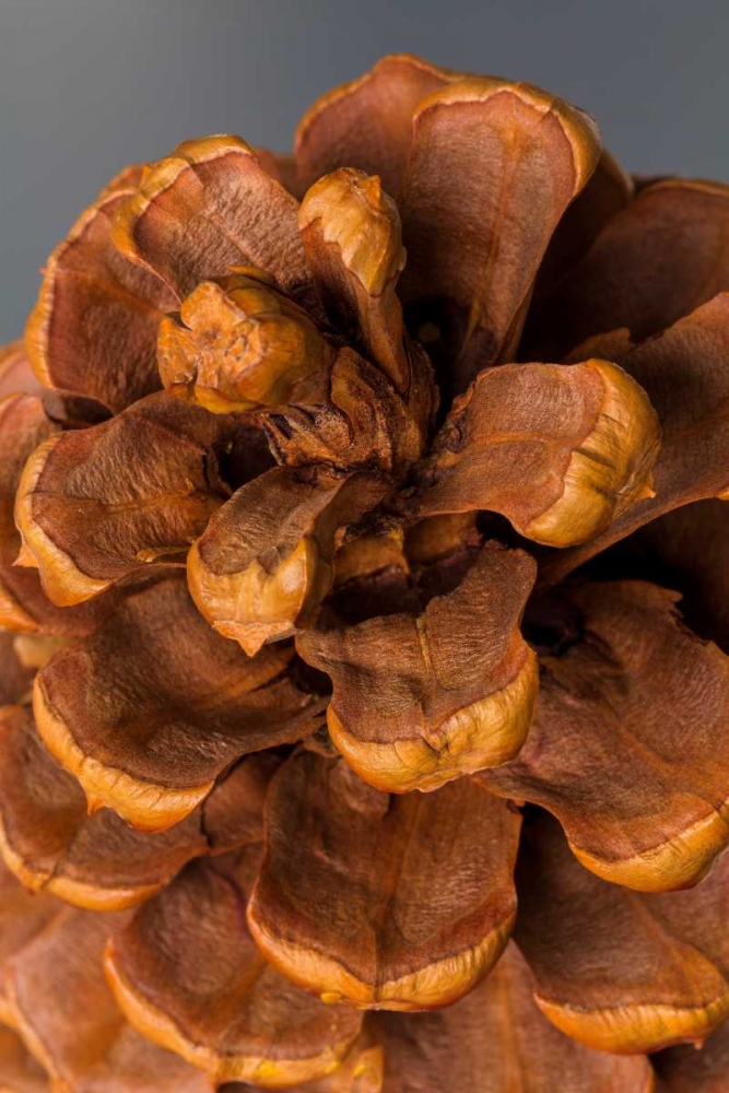 Pine Cone III art print by Kathy Mahan for $57.95 CAD
