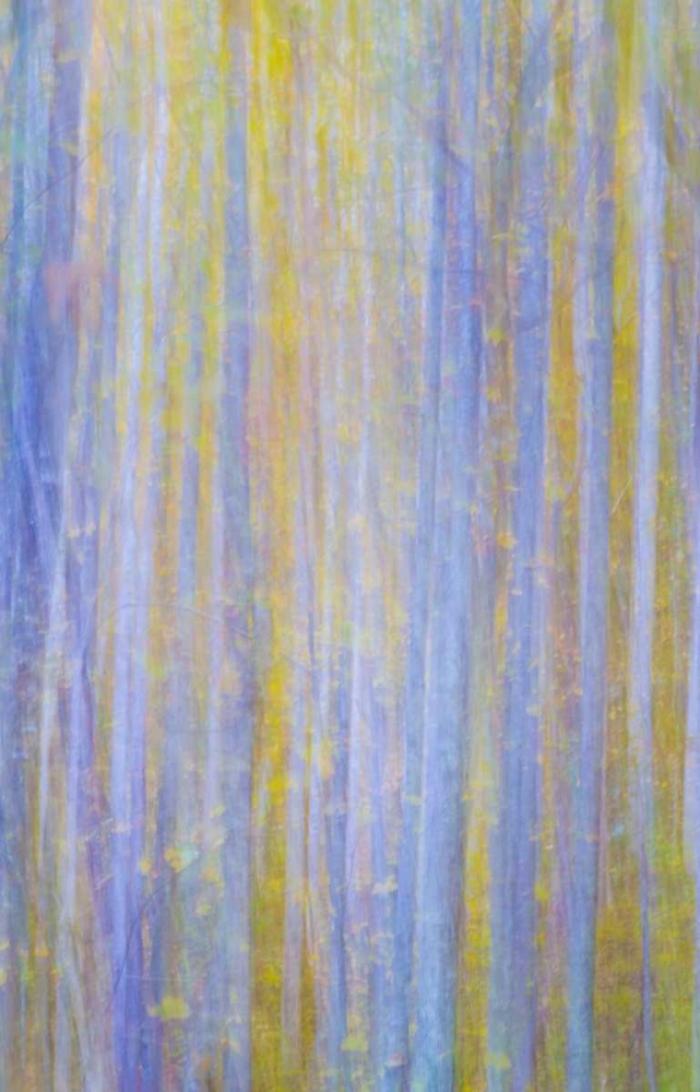 Forest Blur I art print by Kathy Mahan for $57.95 CAD