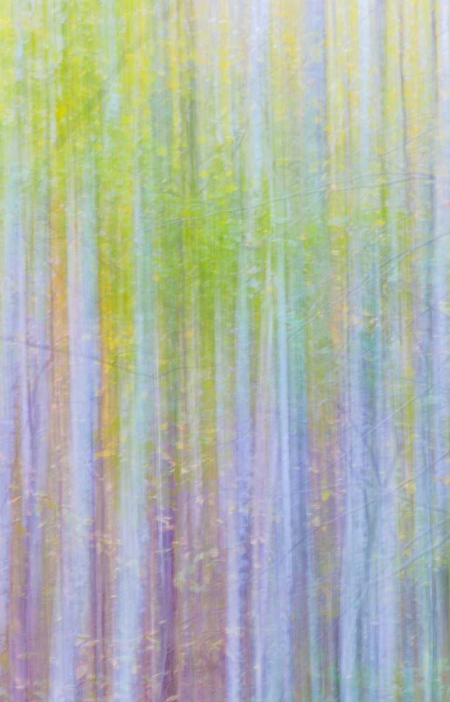 Forest Blur II art print by Kathy Mahan for $57.95 CAD