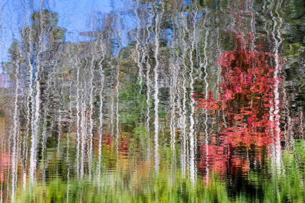 Forest Reflections I art print by Kathy Mahan for $57.95 CAD