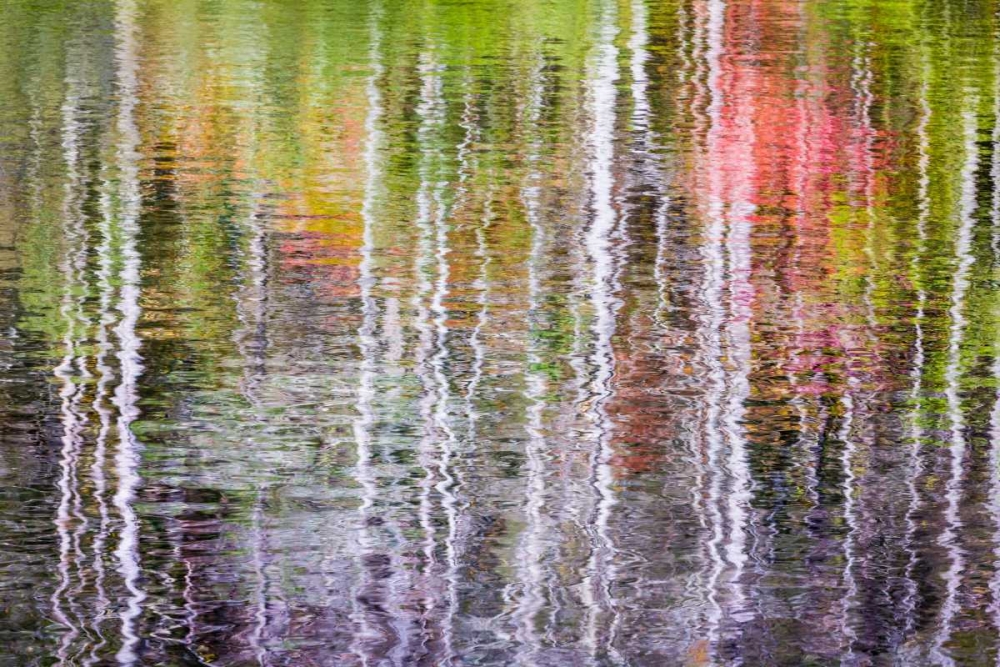 Forest Reflections II art print by Kathy Mahan for $57.95 CAD