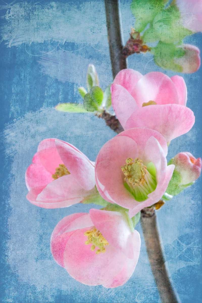 Flowering Quince I art print by Kathy Mahan for $57.95 CAD