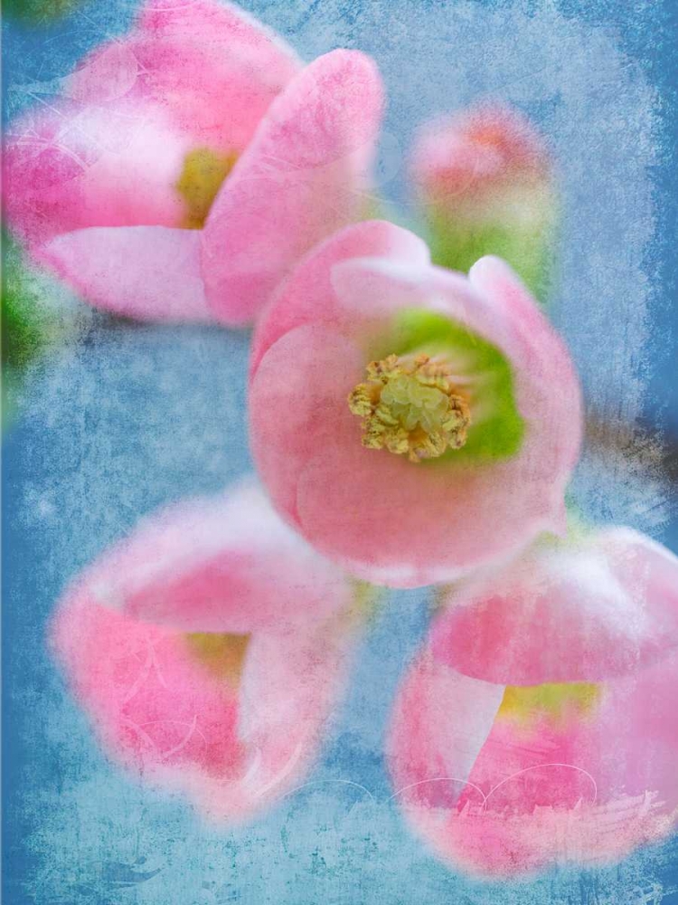 Flowering Quince II art print by Kathy Mahan for $57.95 CAD