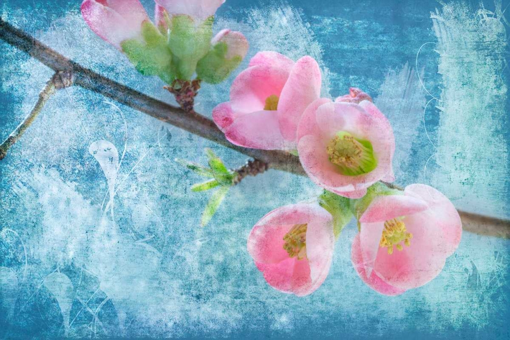 Flowering Quince III art print by Kathy Mahan for $57.95 CAD