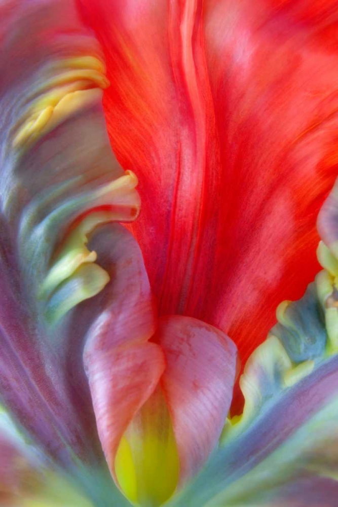 Parrot Tulip I art print by Kathy Mahan for $57.95 CAD