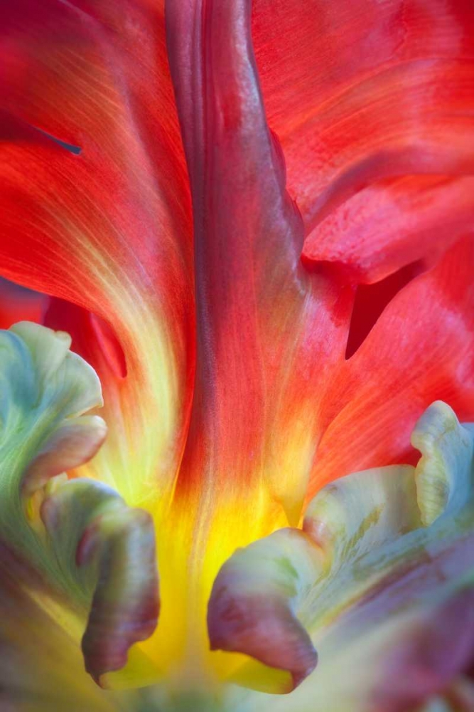 Parrot Tulip II art print by Kathy Mahan for $57.95 CAD