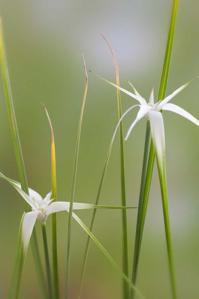 Star Grass I art print by Kathy Mahan for $57.95 CAD