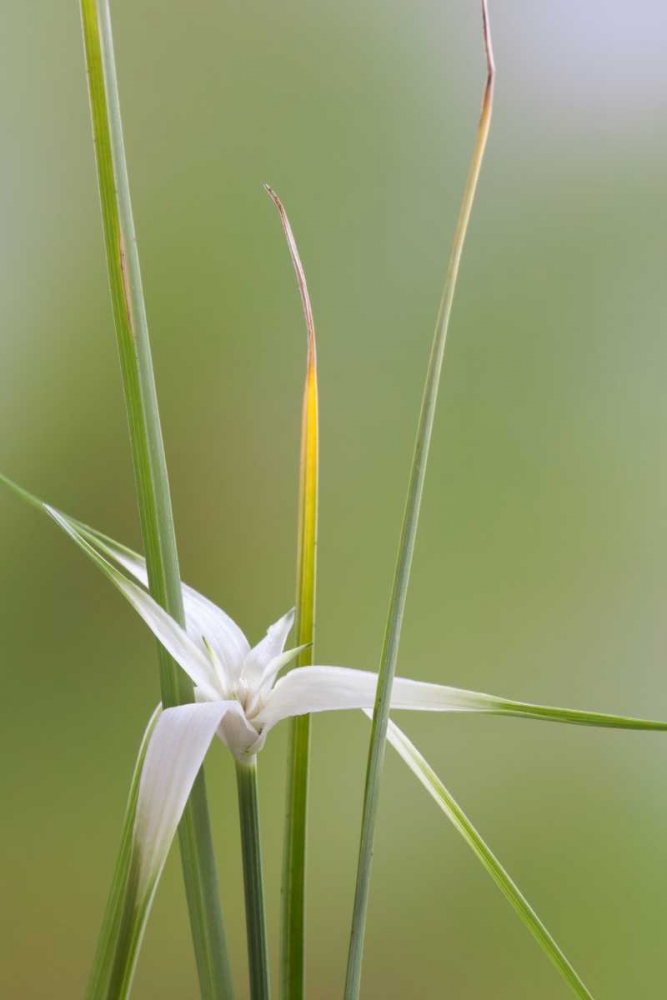 Star Grass II art print by Kathy Mahan for $57.95 CAD