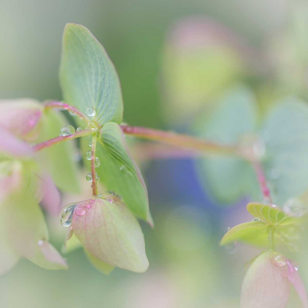 Dew Covered Oregano I art print by Kathy Mahan for $57.95 CAD