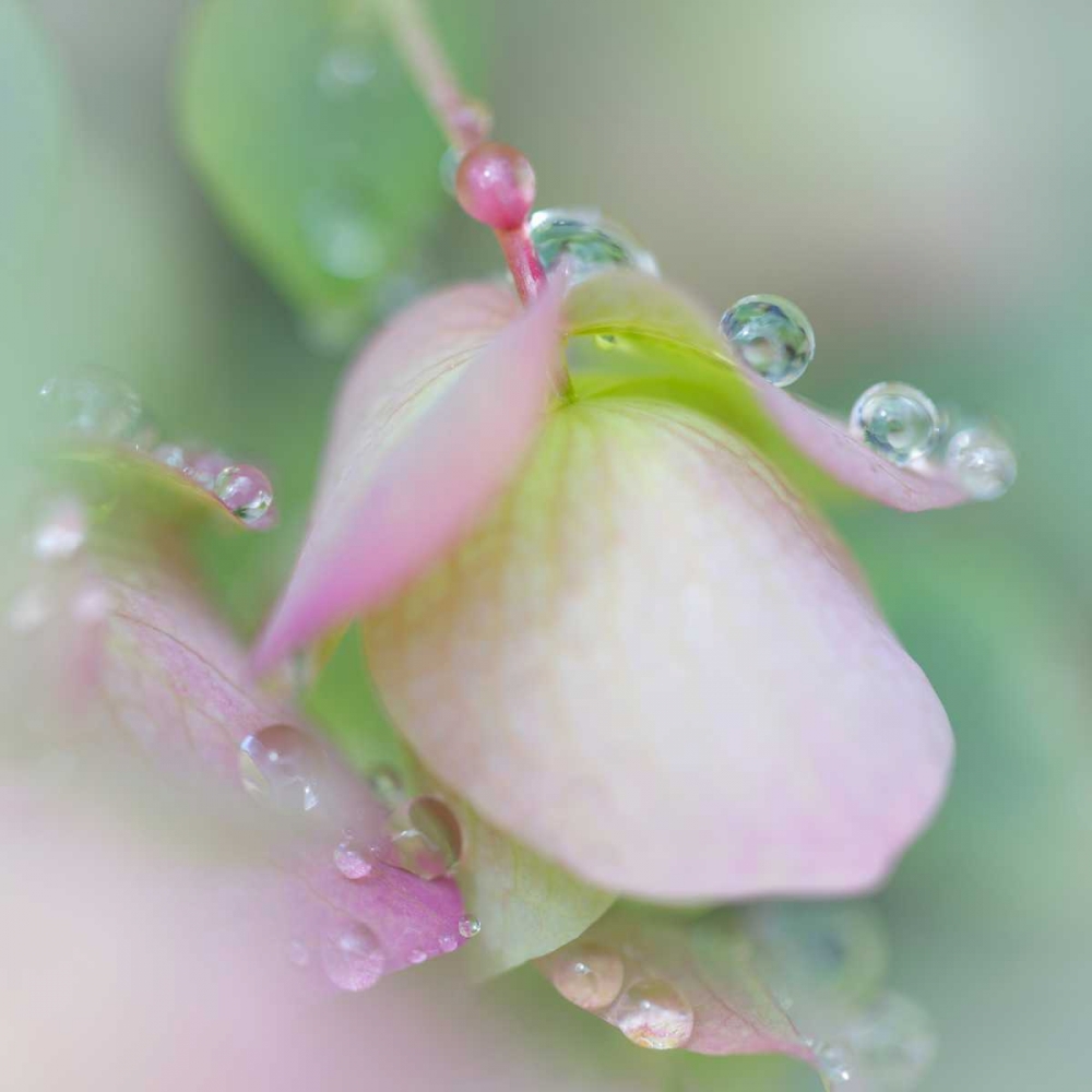 Dew Covered Oregano II art print by Kathy Mahan for $57.95 CAD