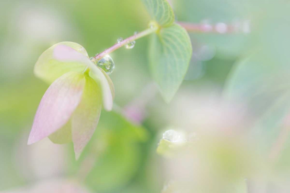Dew Covered Oregano III art print by Kathy Mahan for $57.95 CAD