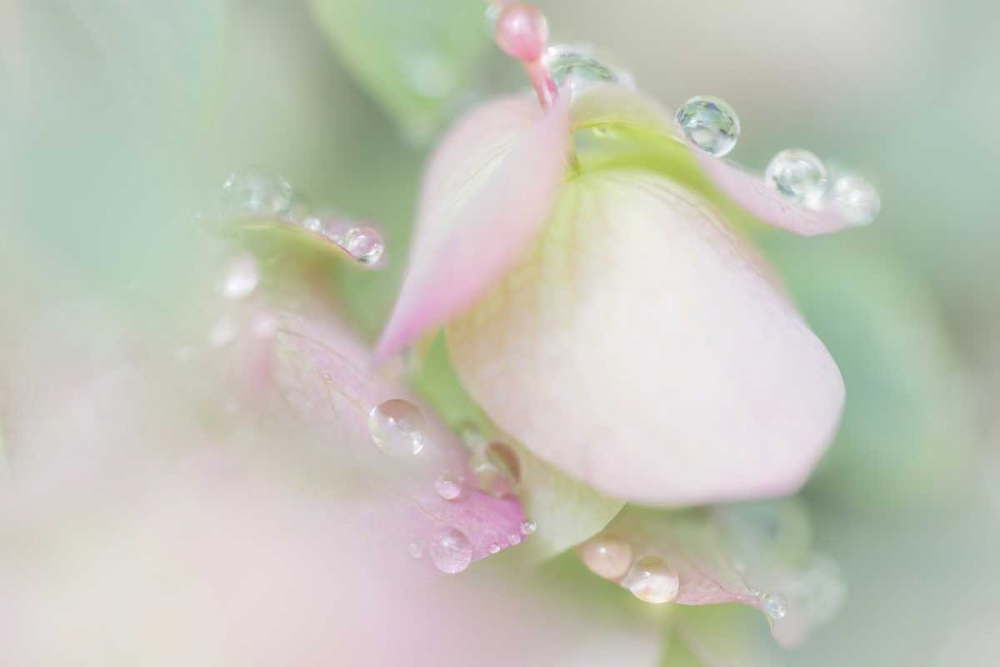 Dew Covered Oregano art print by Kathy Mahan for $57.95 CAD