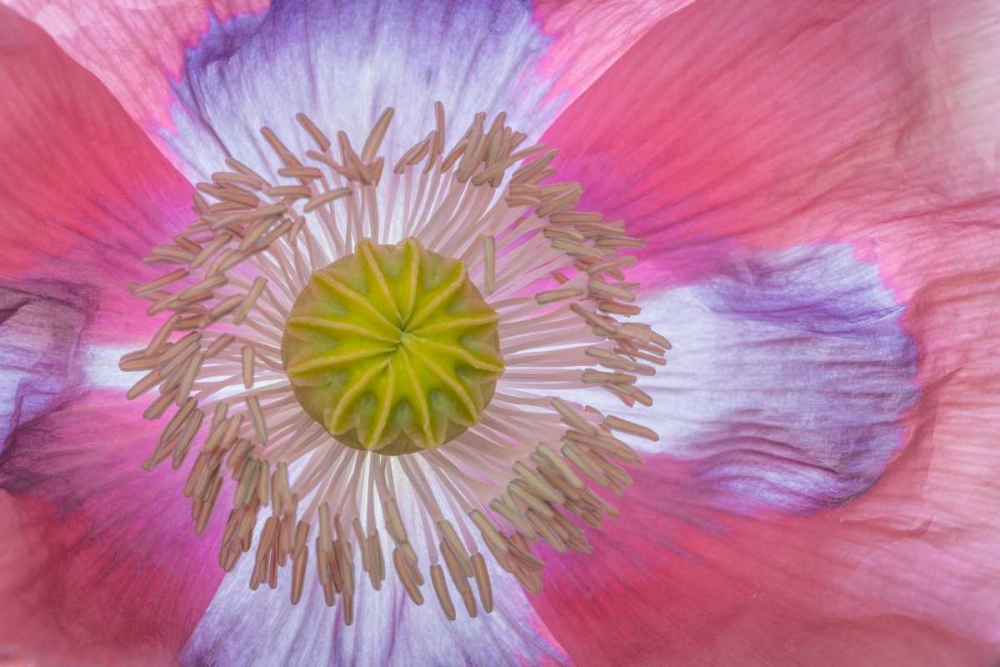 Pink Poppy II art print by Kathy Mahan for $57.95 CAD