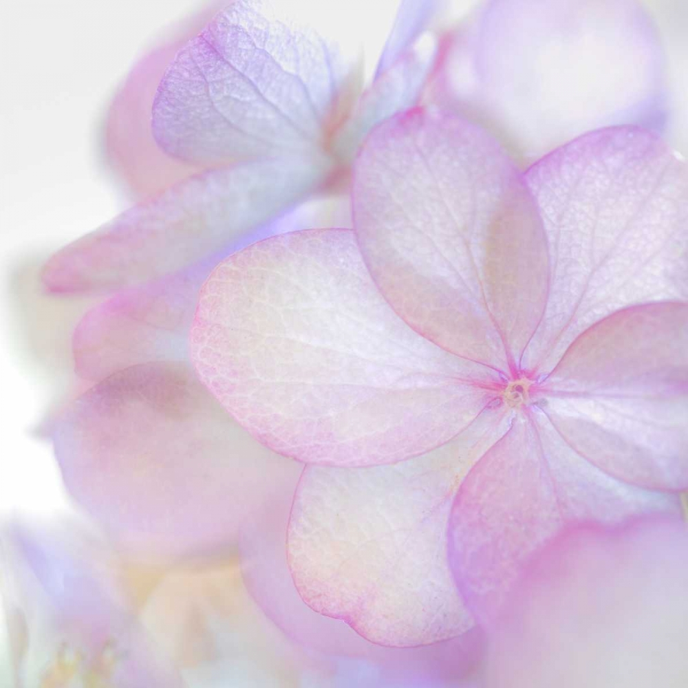 Pink Hydrangea II art print by Kathy Mahan for $57.95 CAD