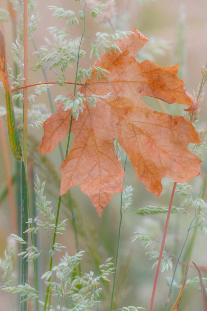 Leaf In Meadow art print by Kathy Mahan for $57.95 CAD