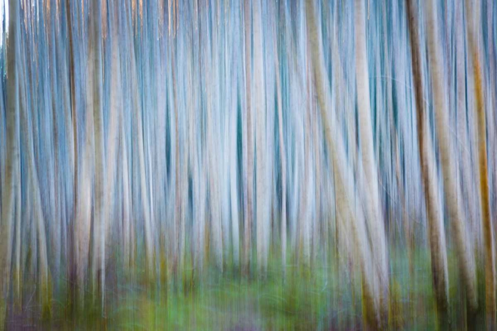Winter Forest Abstract II art print by Kathy Mahan for $57.95 CAD