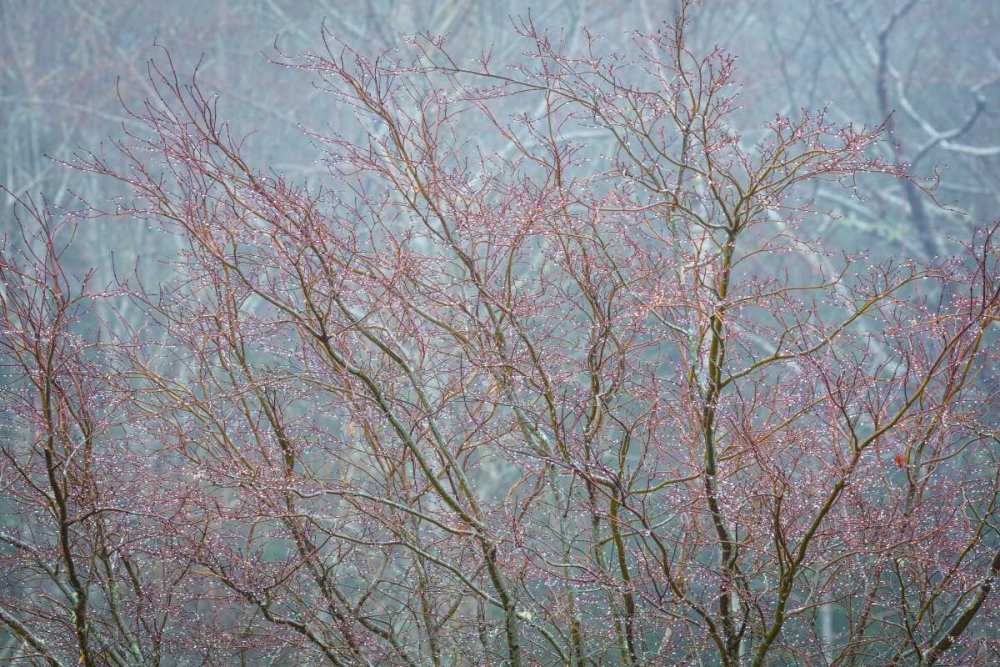 Winter Tree Limbs I art print by Kathy Mahan for $57.95 CAD