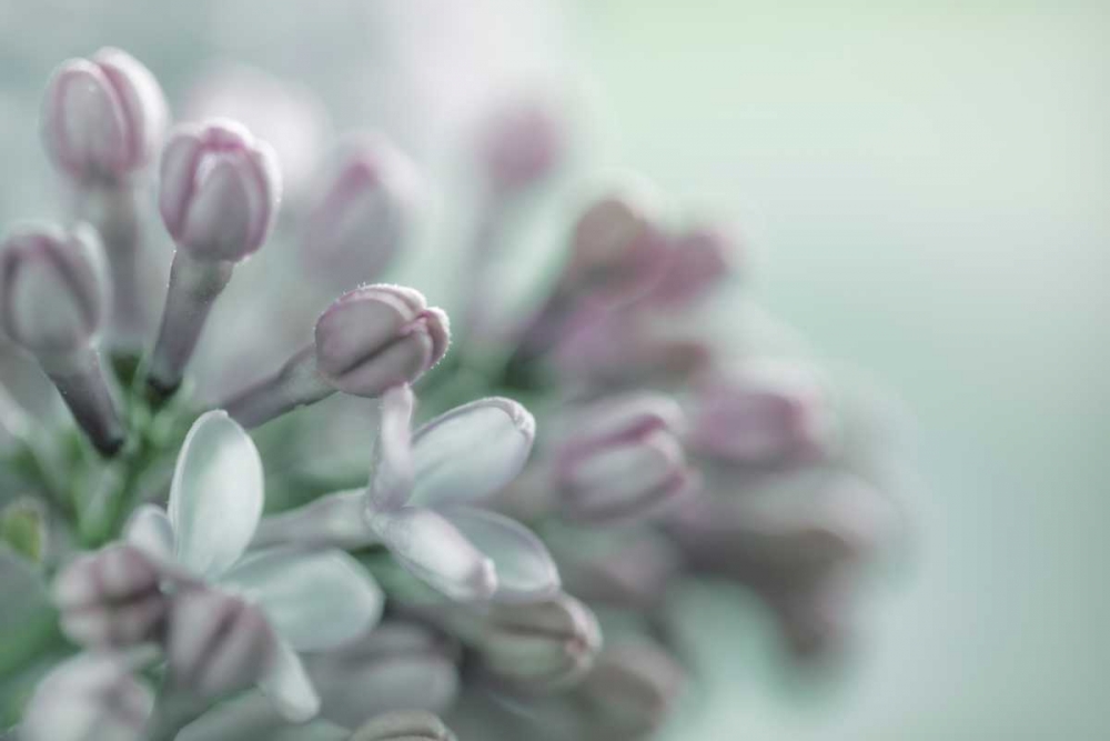Lilac Blossom II art print by Kathy Mahan for $57.95 CAD