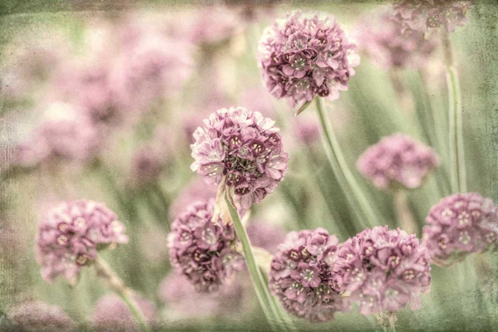 Sea Thrift II art print by Kathy Mahan for $57.95 CAD