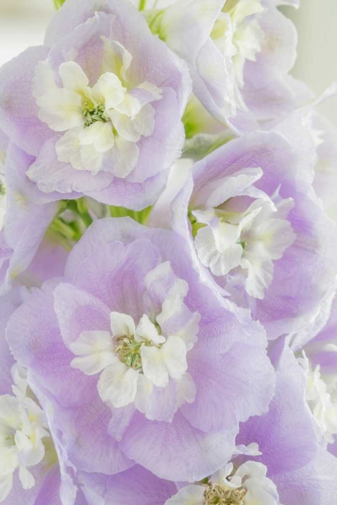 Delphinium Blossoms I art print by Kathy Mahan for $57.95 CAD